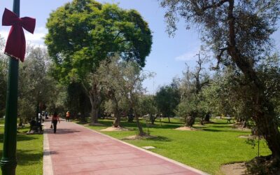El Olivar en San Isidro: Historia e Importancia
